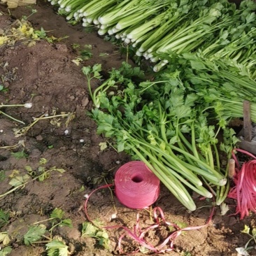 精品芹菜大量上市