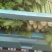 精品芹菜大量上市