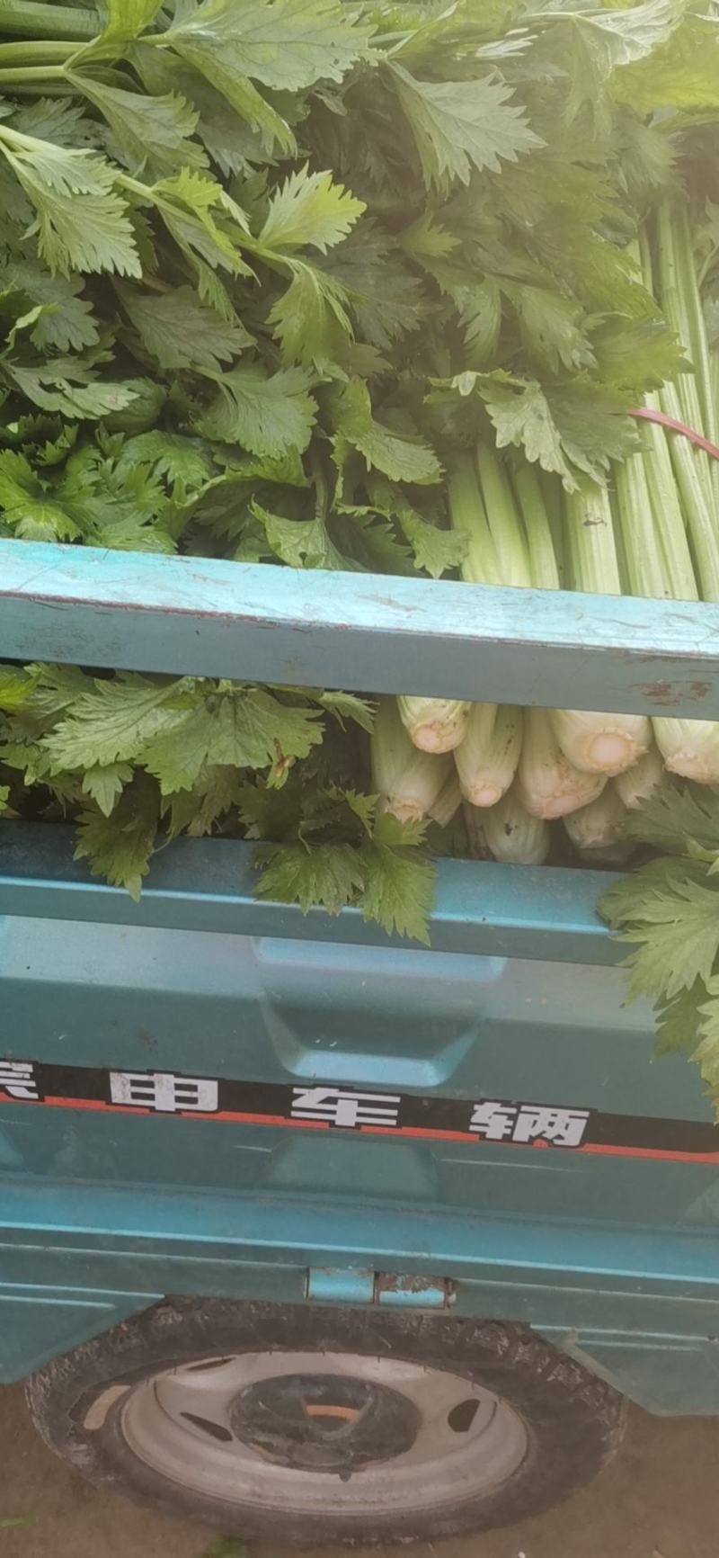 精品芹菜大量上市