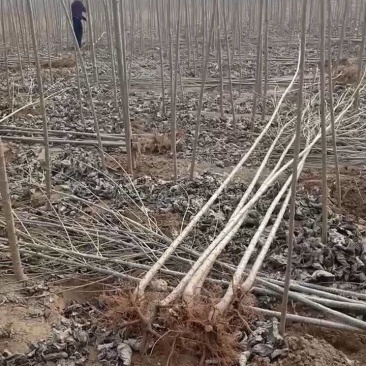 山东杨树苗速生杨苗杨树苗107万亩基地量大从优
