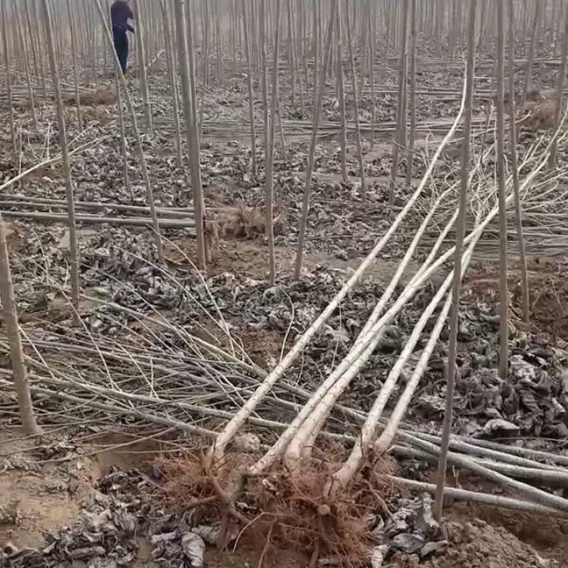 山东杨树苗速生杨苗杨树苗107万亩基地量大从优