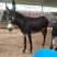 毛驴苗买十头送一头包送货有需要的联系我