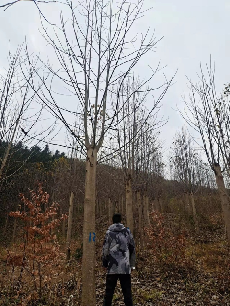15-20公分马褂木，精品截杆发冒马褂木。欢迎前来选购。