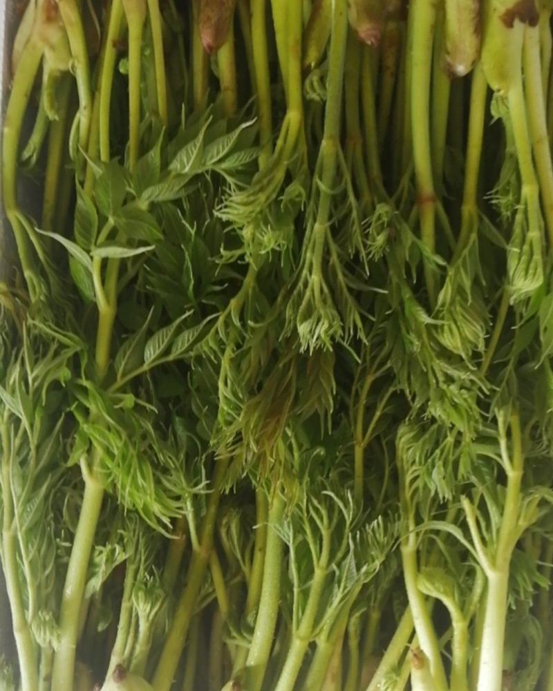 山野菜