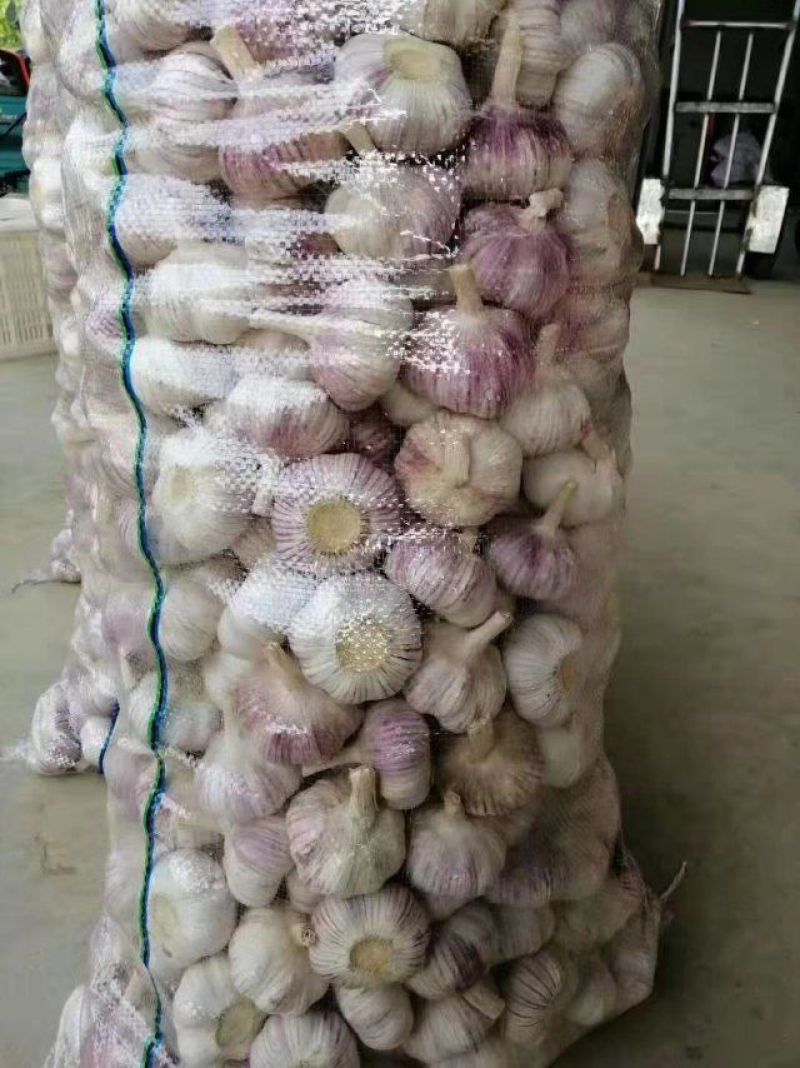 山东省金乡代办大蒜种植基地，自产自销，保证质量，诚信为本