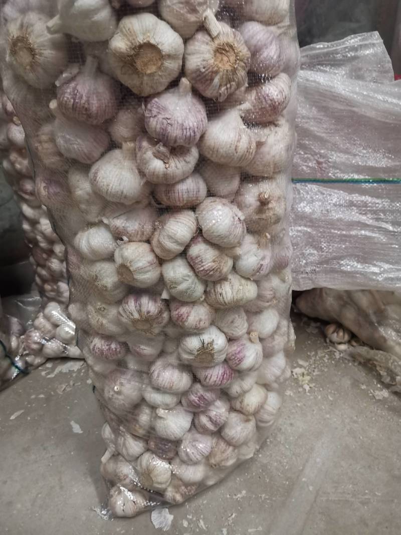山东省金乡代办大蒜种植基地，自产自销，保证质量，诚信为本