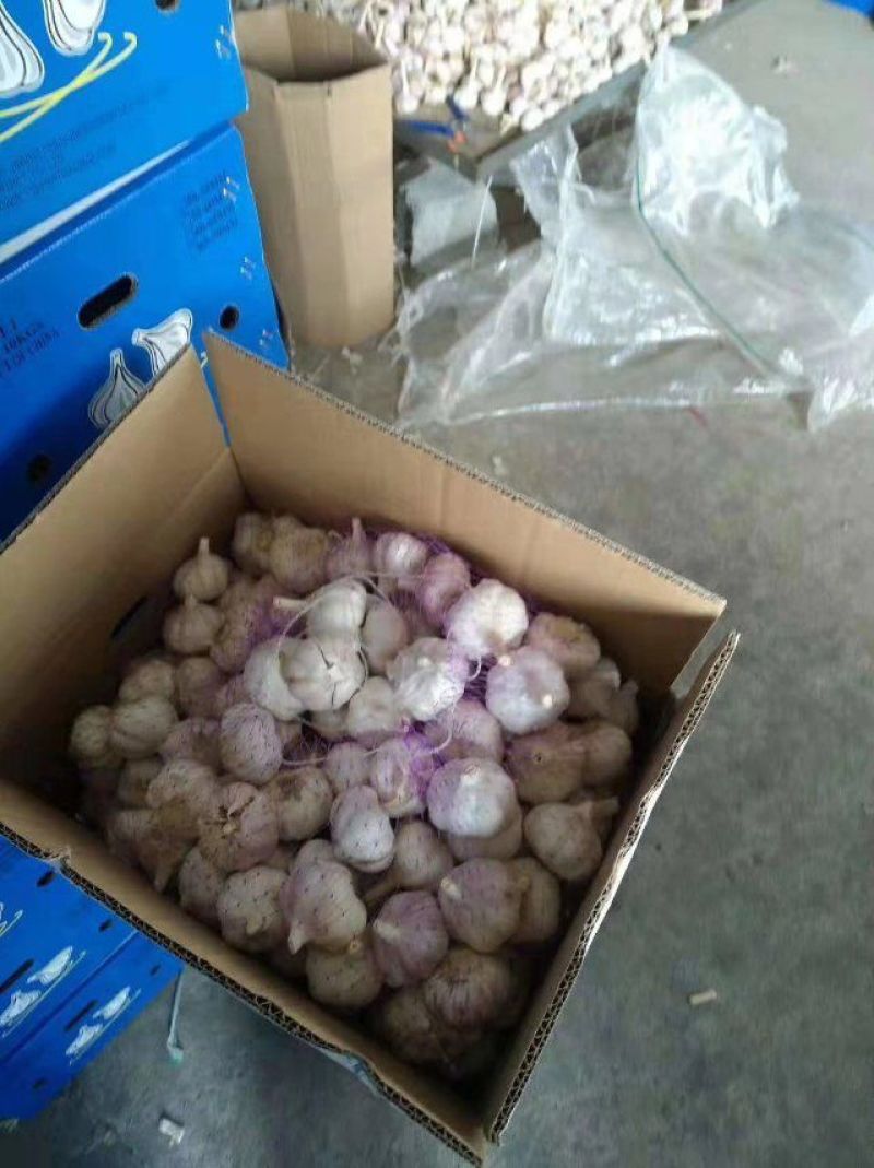 山东省金乡代办大蒜种植基地，自产自销，保证质量，诚信为本