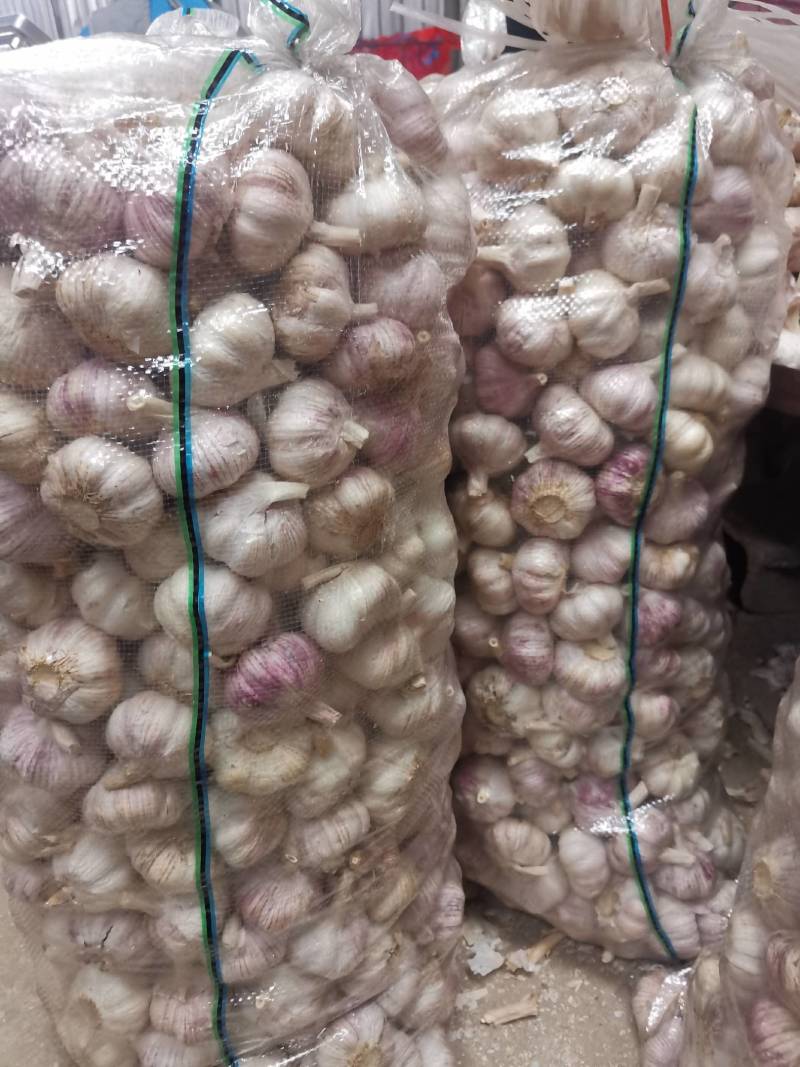 山东省金乡代办大蒜种植基地，自产自销，保证质量，诚信为本