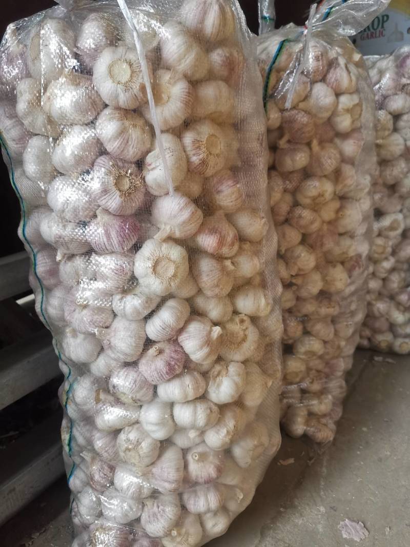 山东省金乡代办大蒜种植基地，自产自销，保证质量，诚信为本