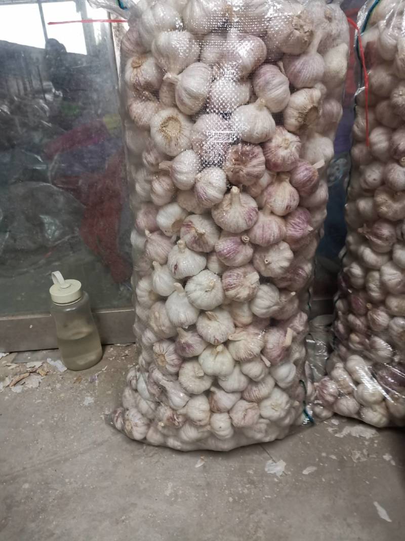 山东省金乡代办大蒜种植基地，自产自销，保证质量，诚信为本