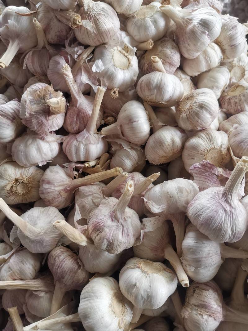 山东省金乡代办大蒜种植基地，自产自销，保证质量，诚信为本