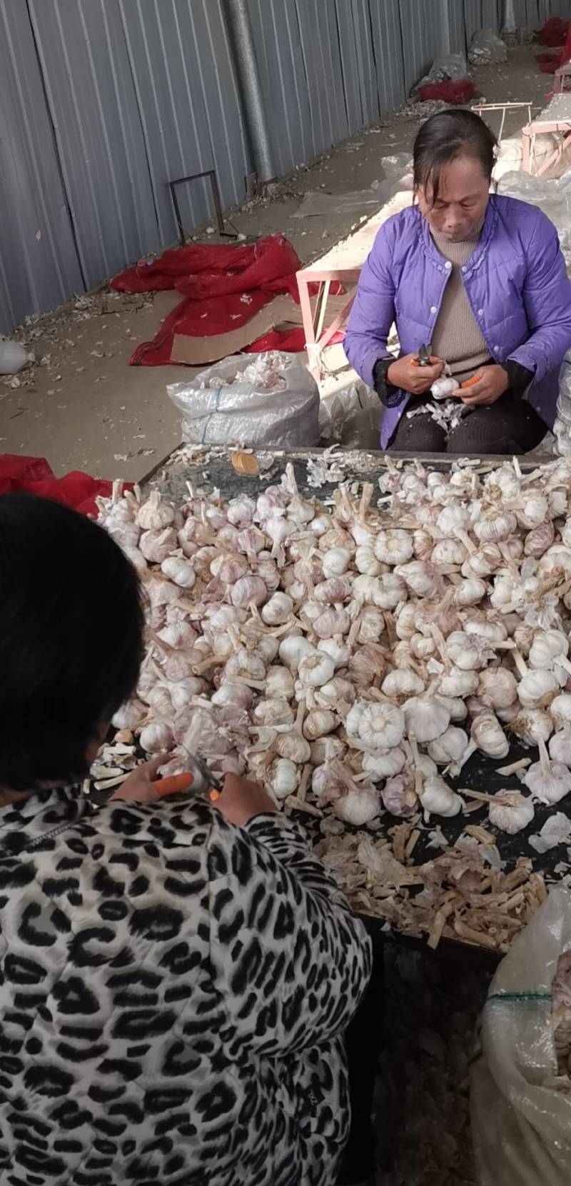 山东省金乡代办大蒜种植基地，自产自销，保证质量，诚信为本