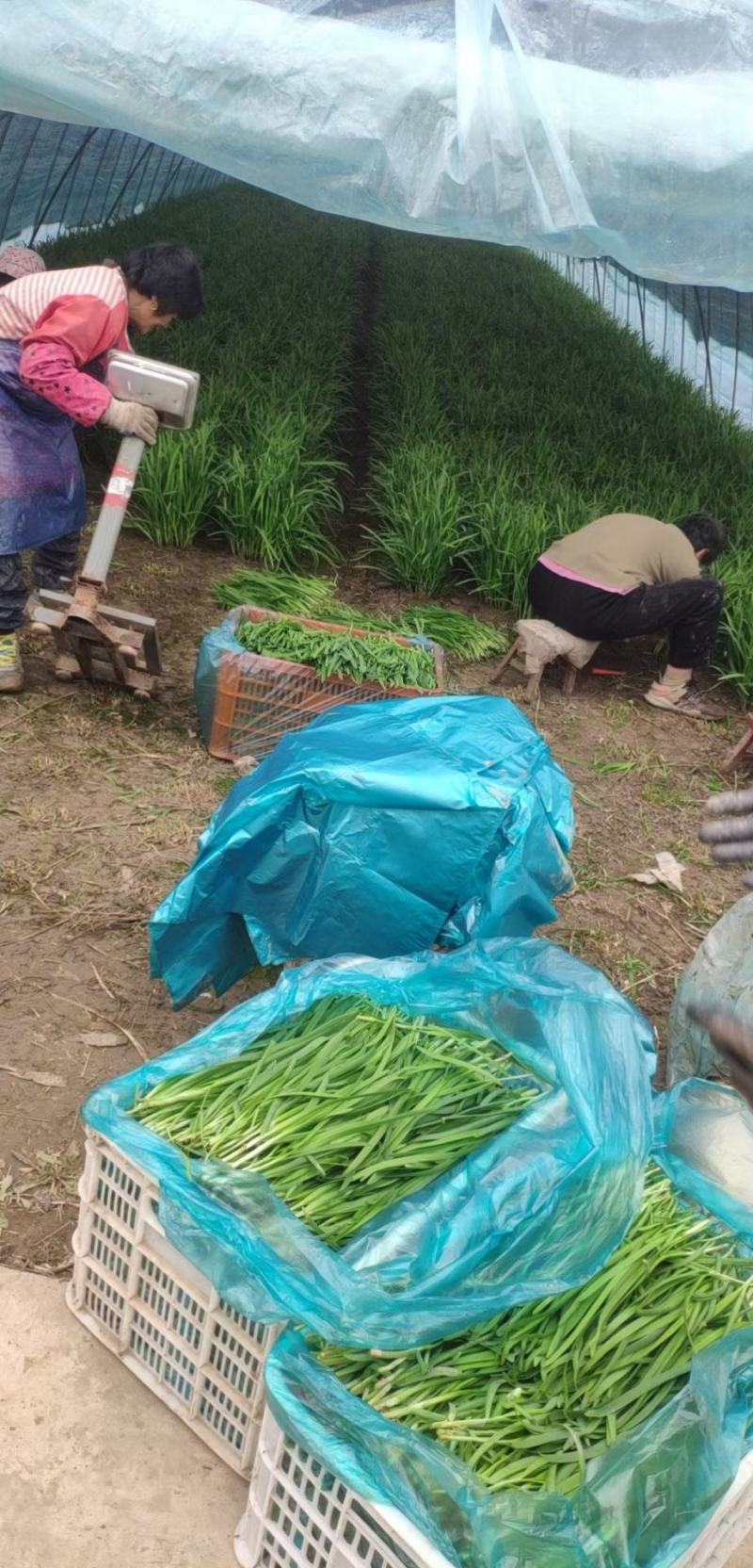 南通大棚精品韭菜大量上市中，没黄尖，无病害。