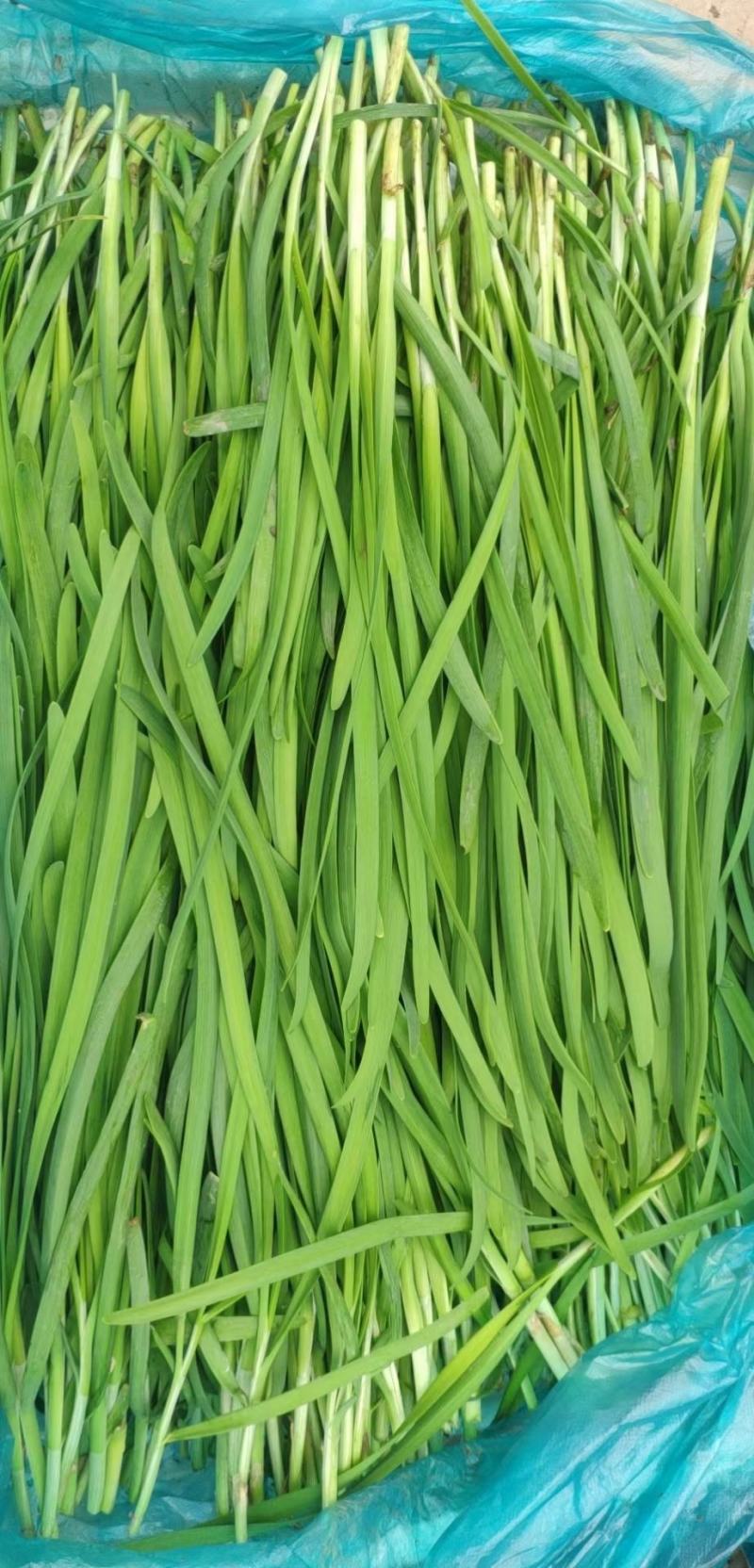 南通大棚精品韭菜大量上市中，没黄尖，无病害。