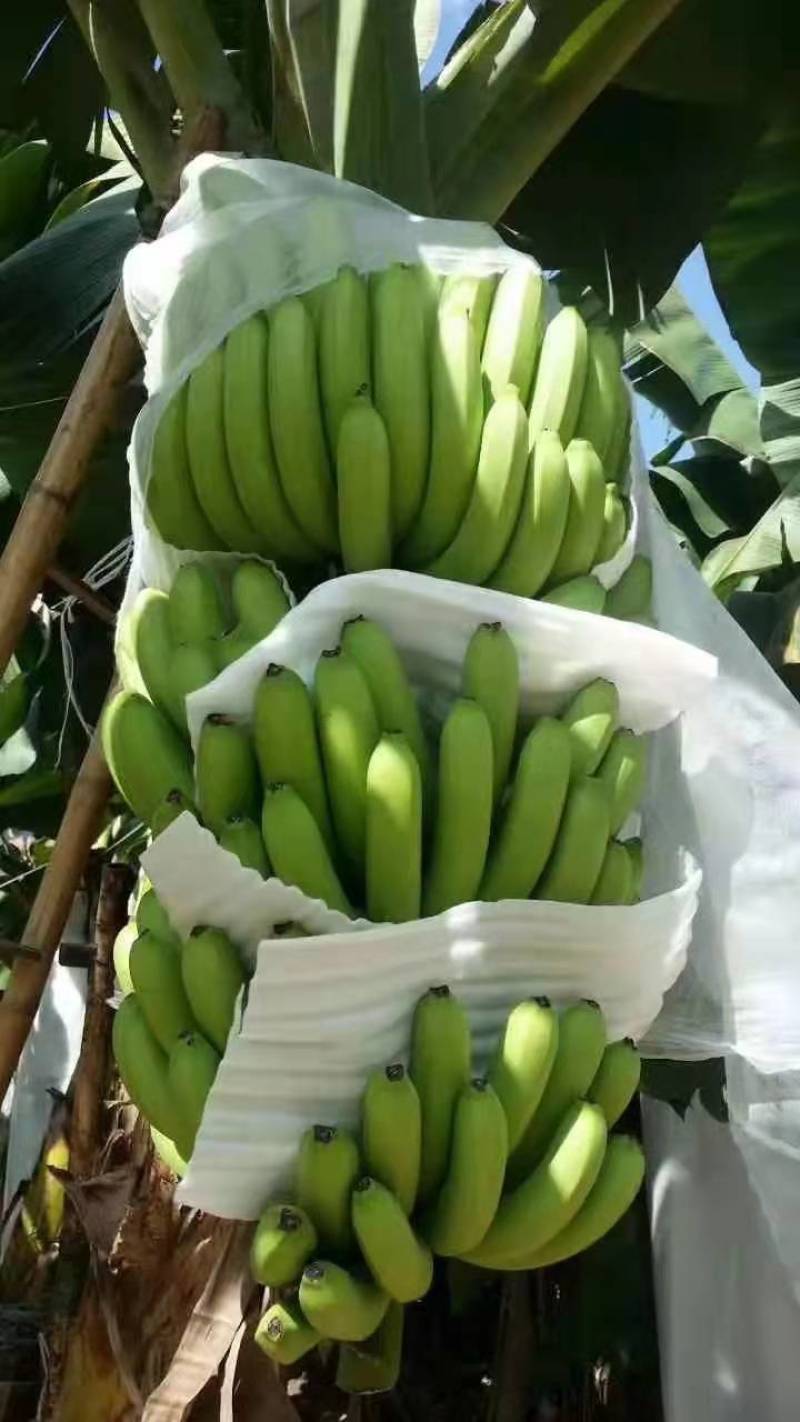 云南香蕉