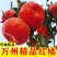 柑桔老朋友来到美丽万州做客。古红桔特产区，几十老树，口感