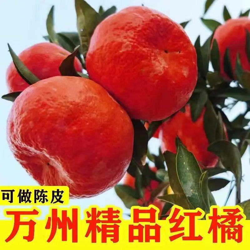 柑桔老朋友来到美丽万州做客。古红桔特产区，几十老树，口感