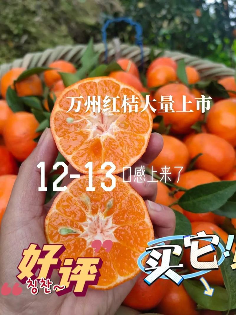 柑桔老朋友来到美丽万州做客。古红桔特产区，几十老树，口感