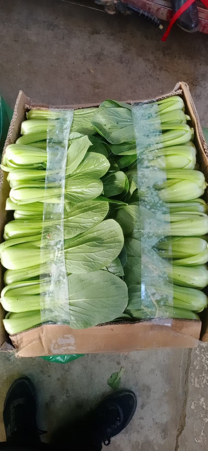 大颗中颗小颗上海青，一年四季有货，产地直发价格美丽，