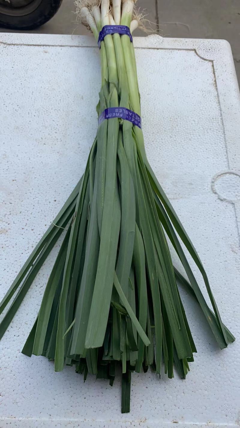 精品箱装蒜苗