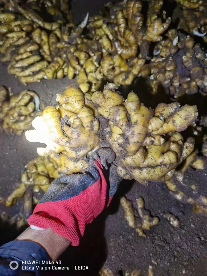 大黄姜，优质精品生姜品种多样规格齐全全国发货，欢迎下单