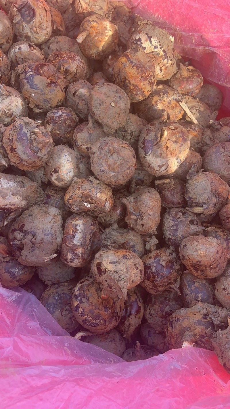 马蹄荸荠大量上市