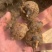马蹄荸荠大量上市