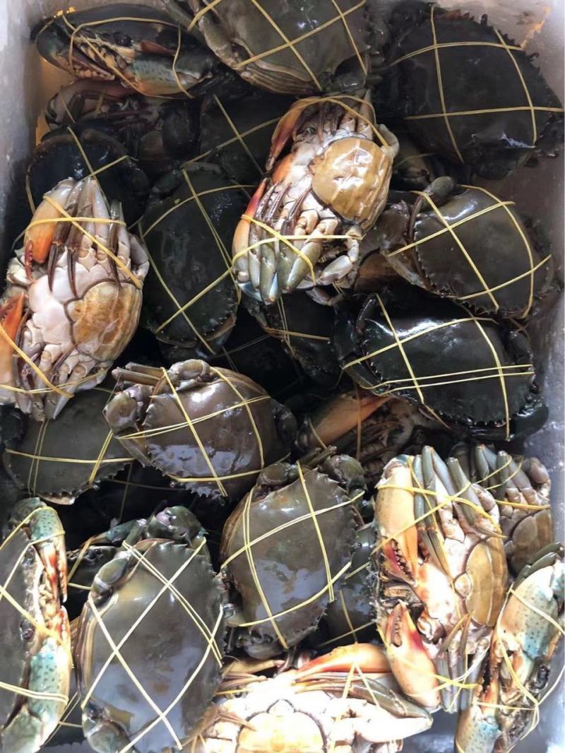 速冻青蟹，肉质饱满，物美价廉，欢迎采购