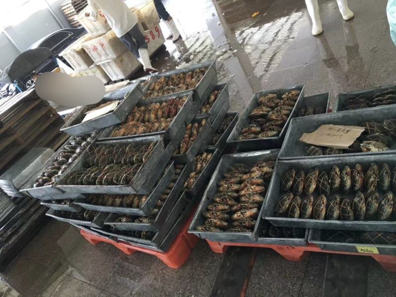 速冻青蟹，肉质饱满，物美价廉，欢迎采购