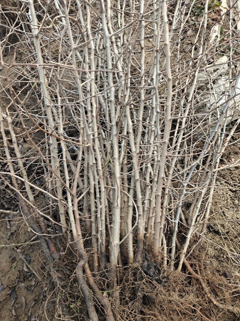 杜梨苗现挖现发保湿邮寄成活率高包邮技术指导