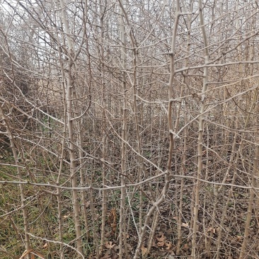 杜梨苗现挖现发保湿邮寄成活率高包邮技术指导