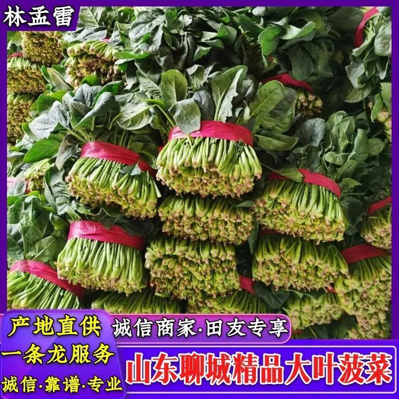 【推荐商家】精品大叶菠菜，山东大叶菠菜产地大量上市中