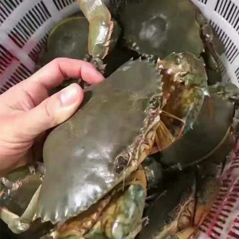 速冻青蟹，肉质饱满，物美价廉，欢迎采购