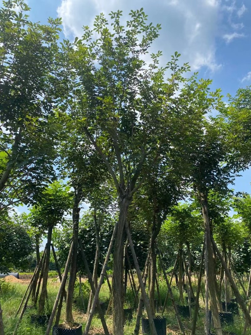 黄花风铃木8-13公分出售紫色花黄色花各种规格批发