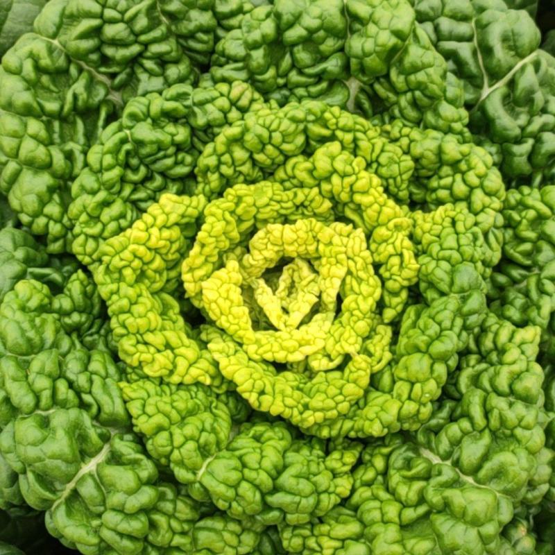 黄心乌，乌塌菜，