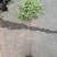 桂圆苗,泸州本地龙眼苗,晚熟桂圆,福晚9号,水南1号