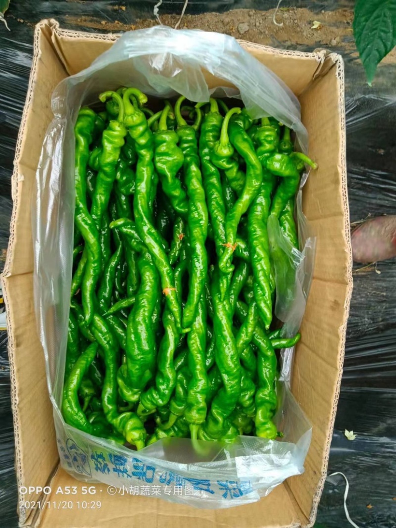 宁都高标准蔬菜大棚，精品螺丝椒37-94大量供应货源充足