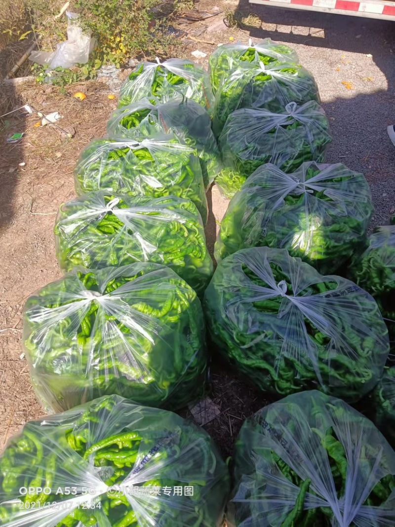 宁都高标准蔬菜大棚，精品螺丝椒37-94大量供应货源充足