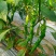 宁都高标准蔬菜大棚，精品螺丝椒37-94大量供应货源充足