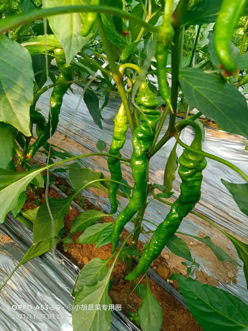 宁都高标准蔬菜大棚，精品螺丝椒37-94大量供应货源充足