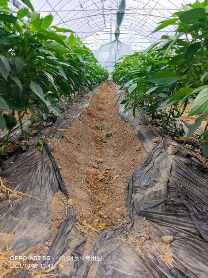 宁都高标准蔬菜大棚，精品螺丝椒37-94大量供应货源充足