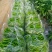 宁都高标准蔬菜大棚，精品螺丝椒37-94大量供应货源充足