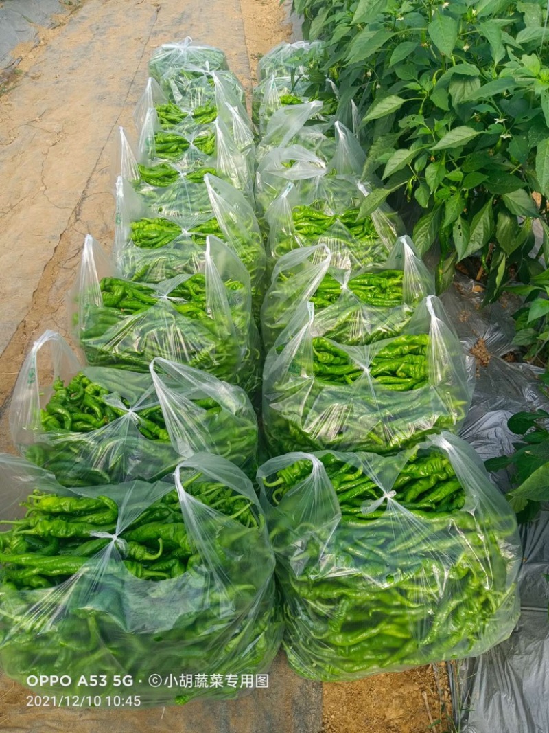 宁都高标准蔬菜大棚，精品螺丝椒37-94大量供应货源充足