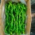 宁都高标准蔬菜大棚，精品螺丝椒37-94大量供应货源充足
