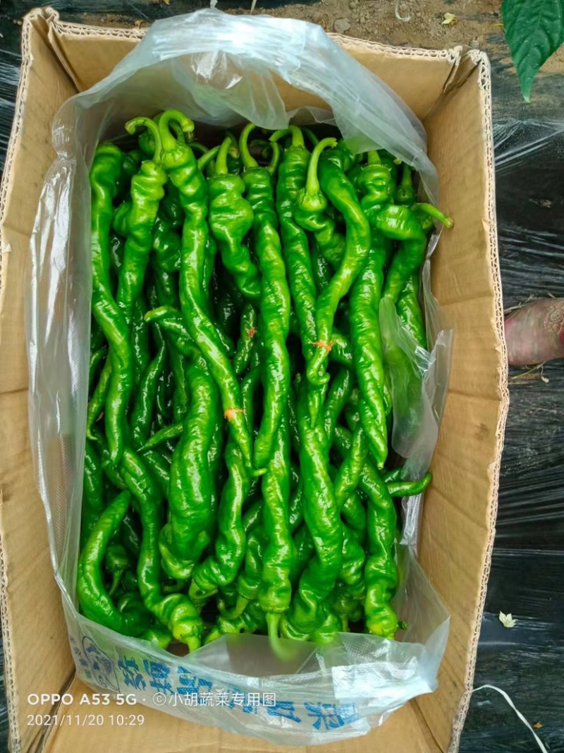 宁都高标准蔬菜大棚，精品螺丝椒37-94大量供应货源充足