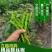 宁都高标准蔬菜大棚，精品螺丝椒37-94大量供应货源充足