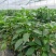 宁都高标准蔬菜大棚，精品螺丝椒37-94大量供应货源充足