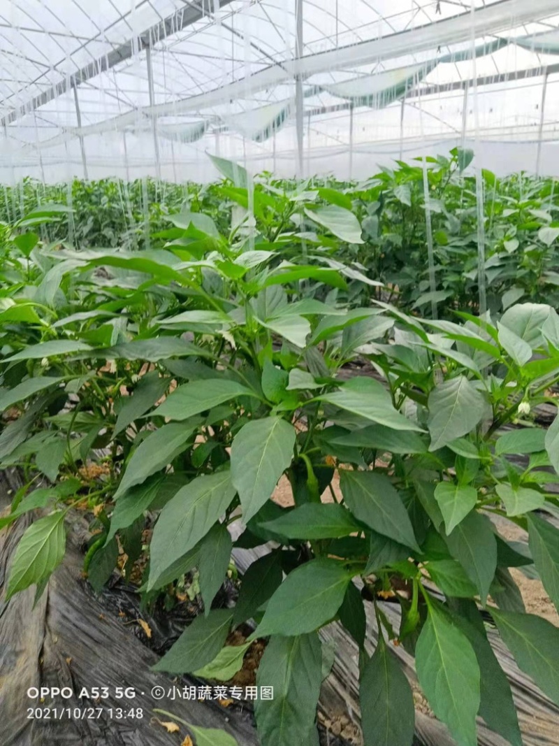 宁都高标准蔬菜大棚，精品螺丝椒37-94大量供应货源充足