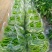 宁都高标准蔬菜大棚，精品螺丝椒37-94大量供应货源充足