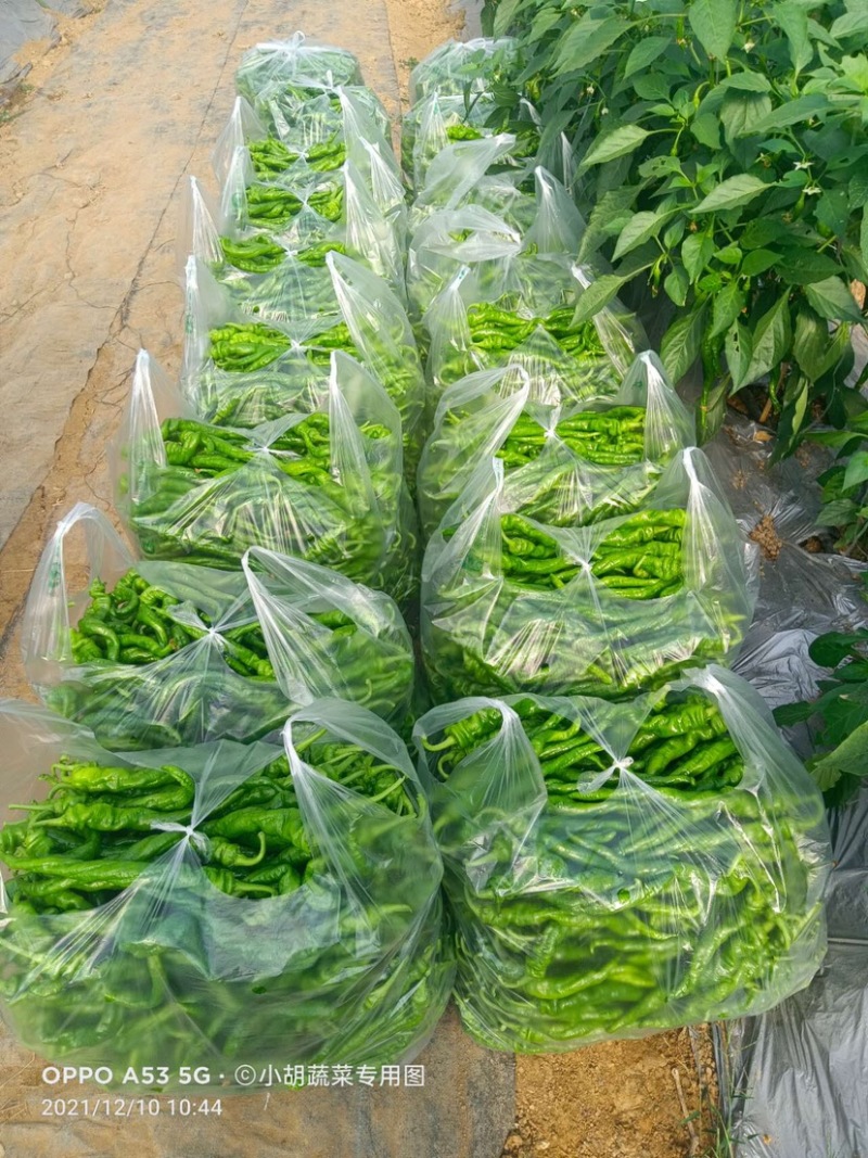 宁都高标准蔬菜大棚，精品螺丝椒37-94大量供应货源充足